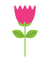 flower tulip stem petals decoration vector illustration