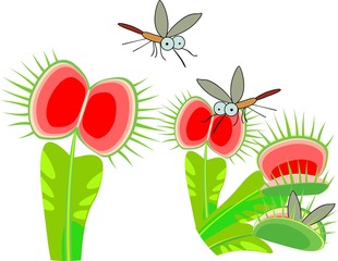 Venus flytrap or Dionaea muscipula and mosquitoes. Carnivorous plant