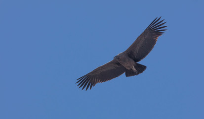 Condor flying  in Peru