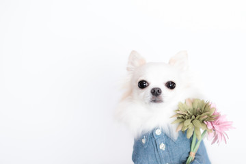 Obraz premium チワワとガーベラの花束