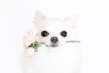 バラの花束を咥えたチワワ 2