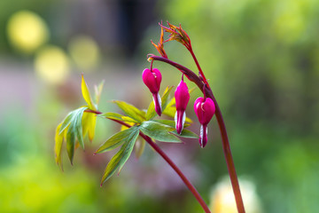 Bluete von Garten Blume Traene Herz Pflanze