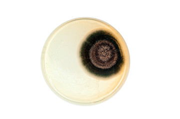 mold colony