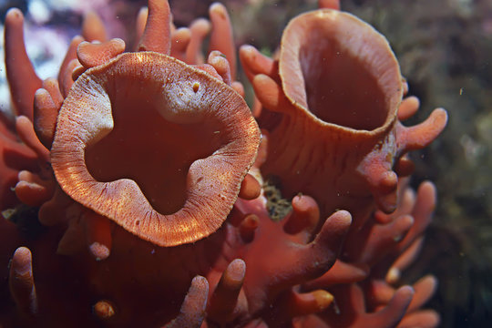 ascidia purple underwater photo coral reef