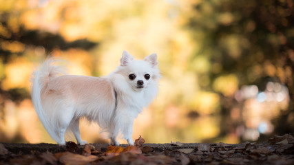 秋色の景色とチワワ