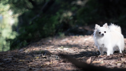 チワワの秋のお散歩 4