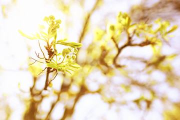 buds and leaves on a tree branch spring background
