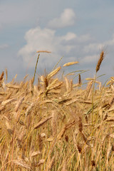 Large field of fresh wheat and sky whit clouds in countryside