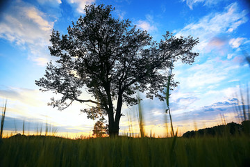 Grass in the field in the evening