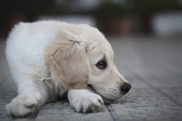 Golden Retriever Puppy Dog Animal Pet Cute