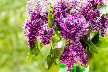 colorful purple lilac
