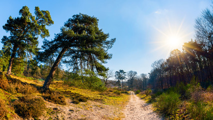 Obraz premium Path through a landscape with forest and trees in bright sunshine