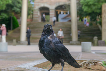 街中のカラス
