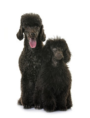 puppy and adult brown poodle
