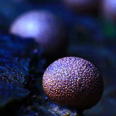Mushrooms macro nature wild background