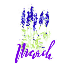 Vector illustration of wildflowers, painting lupines on a white background