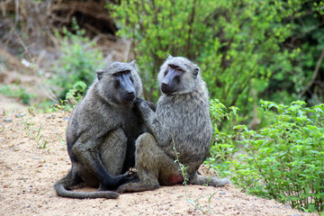 Baboons in the wilderness of Africa Uganda