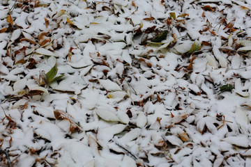 winter texture frost branches leaves background