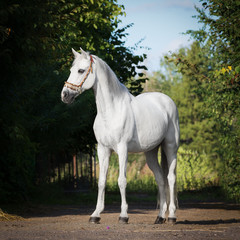 Portrait of a gray arabian horse outdoors on summer background	