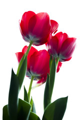 pink tulip isolated