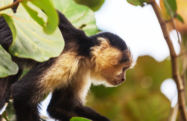 Monkey in Costa Rica