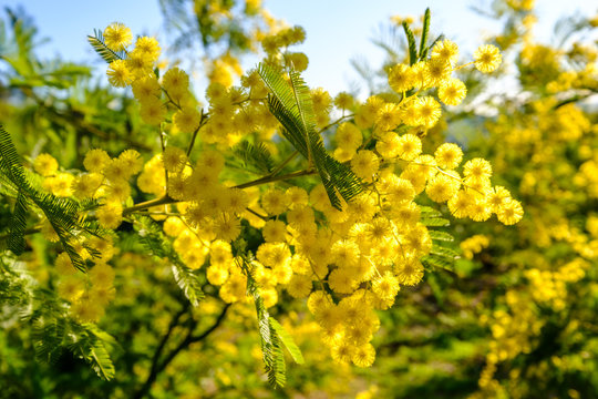Branche de mimosa ensoleill&eacute; en fleurs.