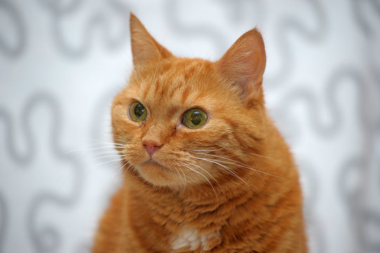 red European shorthair cat