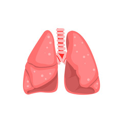 Human lungs, internal organ anatomy vector Illustration on a white background