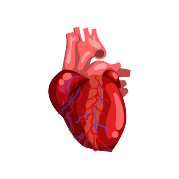 Human heart, internal organ anatomy vector Illustration on a white background