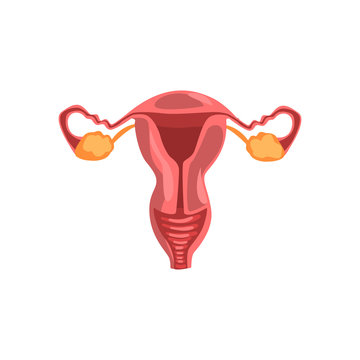 Female reproductive system, human internal organ anatomy vector Illustration on a white background