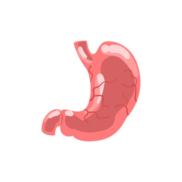 Human stomach, internal organ anatomy vector Illustration isolated on a white background