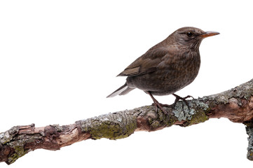 turdus merula bird isolated