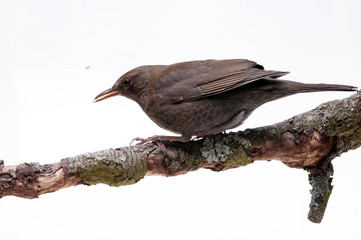 turdus merula bird isolated