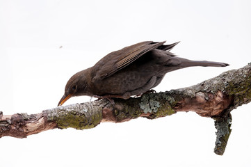 turdus merula bird isolated