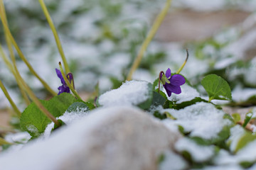 View of magic blooming spring flowers violet  growing from snow in wildlife