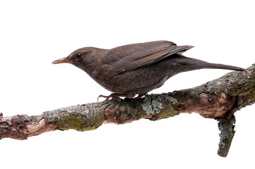 turdus merula bird isolated