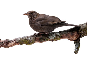 turdus merula bird isolated