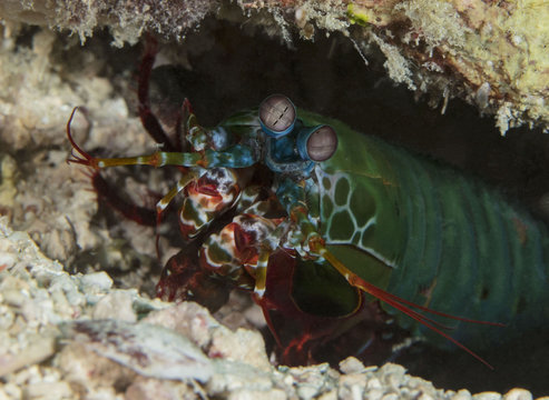 The Peacock Mantis Shrimp(Odontodactylus scyllarus) near Sipadan Island, Malaysia