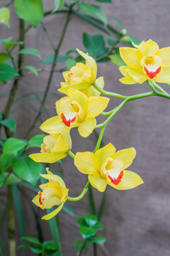 branck of yellow exotic orchid flower closeup