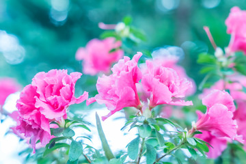 blooming pink azalea, toned, soft focus. Flower background