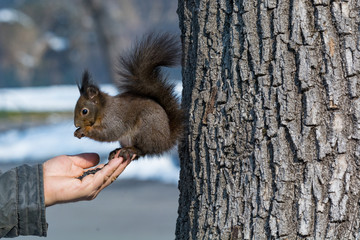 Naklejka na ściany i meble Squirrel eats from the hand. The squirrel trusts the person.
