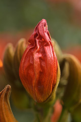 火炎樹のつぼみ