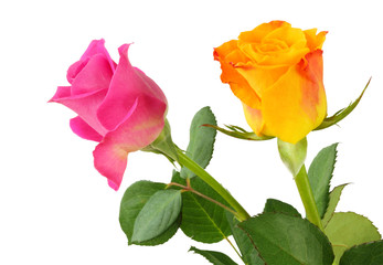 Two Roses (Rosaceae) isolated on white background, including clipping path.