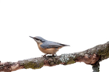 European nuthatch Sitta europaea on white background