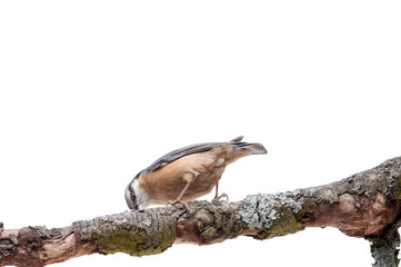 European nuthatch Sitta europaea on white background