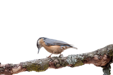 European nuthatch Sitta europaea on white background