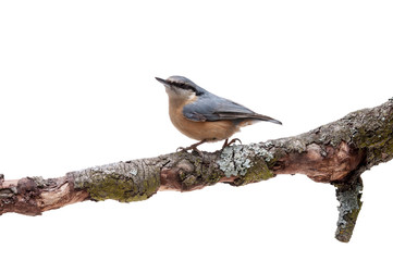 European nuthatch Sitta europaea on white background