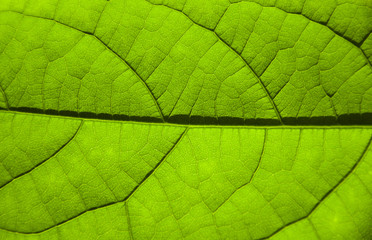 Naklejka na ściany i meble Zielony liść awokado
