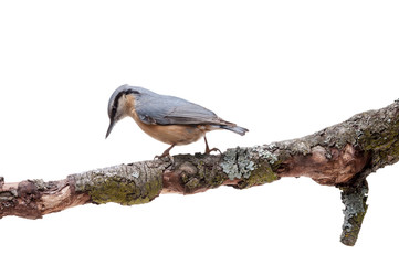 European nuthatch Sitta europaea on white background