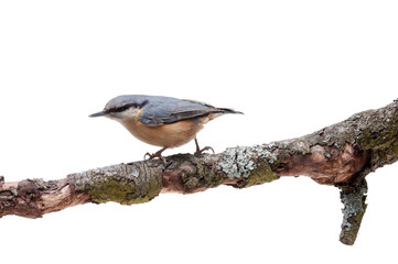 European nuthatch Sitta europaea on white background